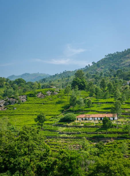 Ooty
